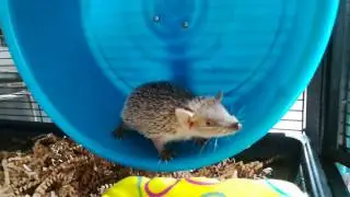 Lesser tenrec on Carolina Storm Express wheel