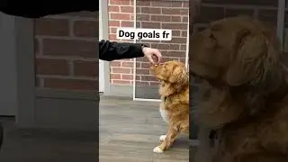 DOG GOALS PART 3 - TRICKS #shorts #dog