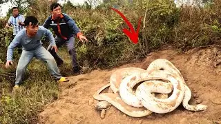 3 Brave Experts Catch 2 Giant White Snakes With Bare Hands