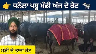 ਧਨੌਲਾ ਪਸ਼ੂ ਮੰਡੀ ।। Dhanaula Pashu mandi today।। #buffalo #cow  