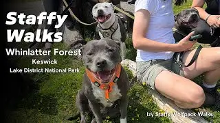 Wolfpack Meets Buffy the Mountain Slayer 🏔️ | Staffy Adventure in Whinlatter Forest, Lake District
