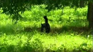 Pebble Hill Grove Bat Houses.wmv