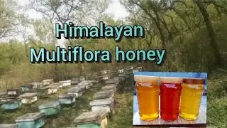 Multiflora honey हिमाचल के जंगली फूलों से तैयार होता है