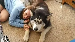 Husky & Daughters Love For Each Other Is So Funny