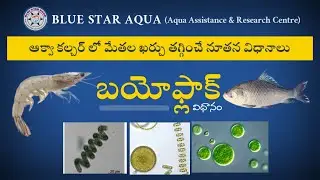 Eco-friendly Aqua Culture (Biofloc) - Blue Star Aqua