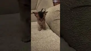 Abyssinian ruddy girl named Barbara