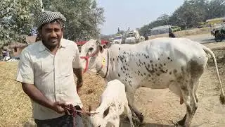 Cow for sell in chausa pasu mandi buxar Bihar se nya video S pandey 9155472296