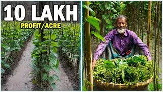 Betel (Paan) Leaf Farming - Complete Step by Step Guide
