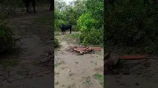 A wild cow appears in Tap Mun!!!