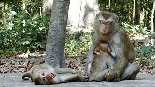 Soft wildlife moments |Calm vibe with monkey Luna family resting in the gentle nature