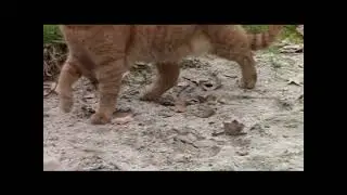 Tracking Gaits