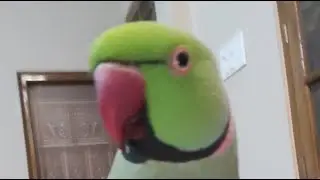 #live MITTHU KI DRAMEBAAZI talented parrot 😁#livestream #youtube #parrot #funny #fyp #explore #cute