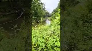 Nature walk at Lush Green Yarmouth Natural Heritage Area ON |4k Relaxing Nature Video | Canada VLOGS