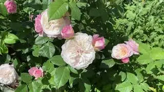 Роза Constance (Констанция)🌸🌸🌸