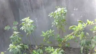 花圃 P1020121
