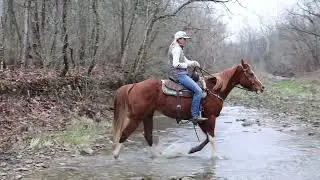 REALLY FLASHY SORREL QUARTER HORSE GELDING, ANYONE CAN RIDE, SAFE AND GENTLE TRAIL HORSE