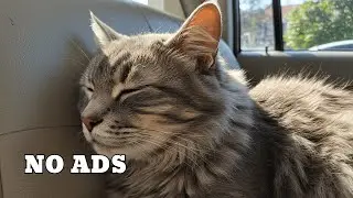 Calm Stress-Free Car Music for Cats - 9 HOURS No More Stress