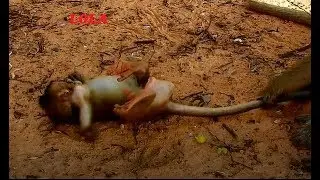 Million Hurt! Why Brinn Monkey Drag Tail Baby Monkey Lola - Pity Poor Baby Monkey Lola