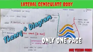 Lateral Geniculate Body| Theory + Diagram, Only in one page