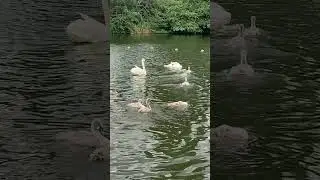 Barking park #&hearts;️east London # nature #travel #animals #birds# Beautiful England