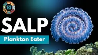 Salp | The Transparent Ocean Traveler | Amazing Marine Creature Like Jellyfish | Zoologic 10