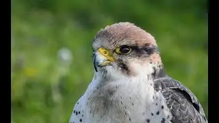 overwatch 2: Bird robot edition