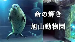【北海道 旭山動物園】特別許可による散策体験。VR映像で没入アニマルセラピー　空飛ぶペンギン、カバ他、動物たちの自然な姿