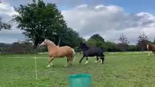 newmoonhorsesgalloping