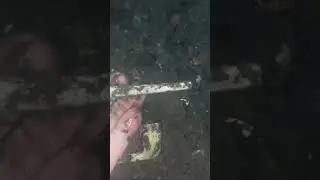 Найдены глиняные трубки викторианской эпохи и эпохи короля Эдуарда VII в Шотландии.
