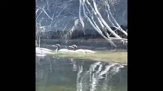 Bitterroot River&mdash;Bell Crossing to Stevensville