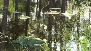 Save The Everglades