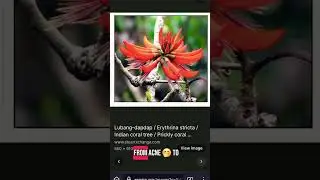 #treefacts #herbalmedicine #filipinoculture