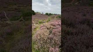 Nature #Posbank #Veluwe #PurpleHeath #HeatherFields #DutchNature #Netherlands #NatureLovers #nature