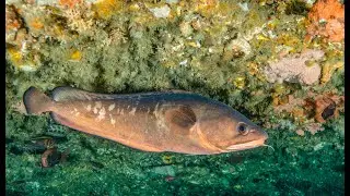 Bearded Rock Cod
