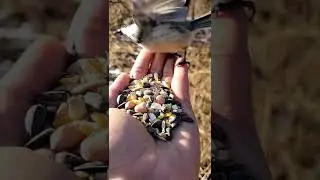 Morning Village Birds 100% Real sounds 6 am to 6.30 am [ No Copyright ] #copyrightfree