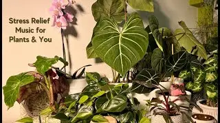 Very Powerful Music for Plant Growth, Happiness, and Stress Relief | For Plants & Humans