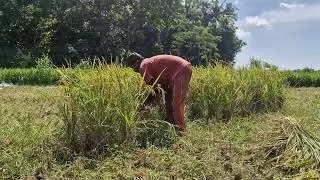 EXTREMELY SHARP TOOL MAKES HARVESTING RICE EASY WITH JUST ONE PULL! -Agriculture Farming