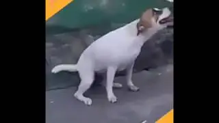 Dog dancing to Shal Marshall - Splinters