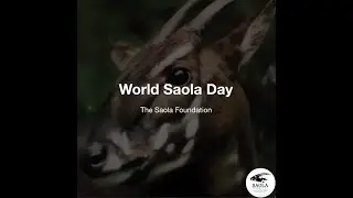 World Saola Day