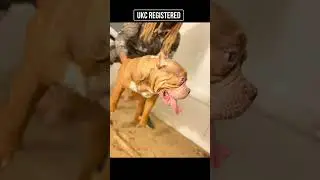 RuffaloBullyz RahStar Promo Video(ViralDog Flow-Chuck 2uece Prod.CuttaMuzik)
