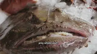 You Won't Believe These Scary Fish!