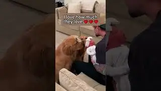 ❤️Dog and baby❤️ #newborn#dogmeetsbaby#fyp #funny #pet #cute#foryou#dog #funnydogs#foryoutube