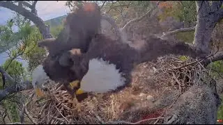 KNF Cam E-3 ~ Alex Takes No Prisoners! Gives Karate Kick To 2nd Visitor & Evicts Off Nest 12.12.23