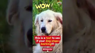Dog Whistle Sound To Make Them Stop Barking #viralvideo