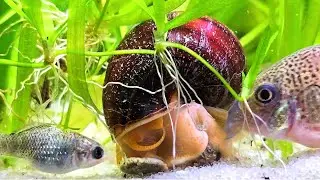 🐌Mystery Snail Mini Battle for a Wafer🐌
