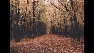 L'autunno in poesia   Di Roberto Rosi