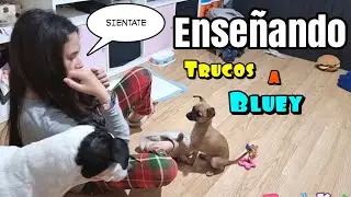 Enseñando TRUCOS Mi nueva MASCOTA!! BLUEY