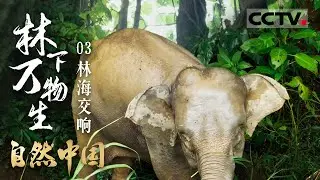 《自然中国之林下万物生》03 林海交响：走进中国热带雨林的绿色心脏 在西双版纳雨林里听林海交响曲【CCTV纪录】