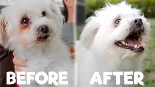 Bodhi Dog Tear Eye Stain Remover