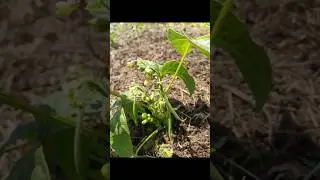 Kako Malčirati Mahune(Boraniju)?(U Opisu!)